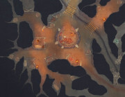 grottes