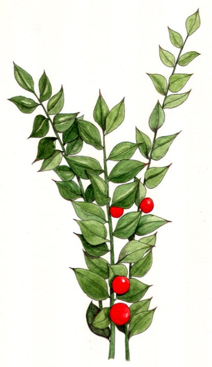 Asarabacca