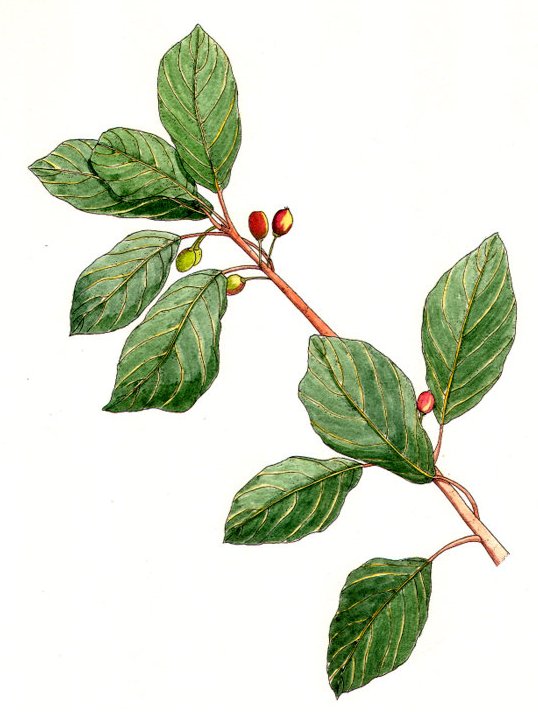 Barr