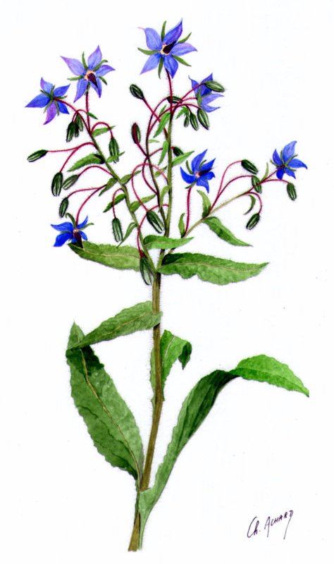 Bisette