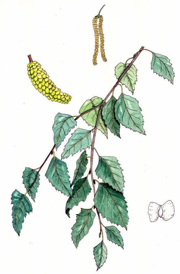 Cofrêle