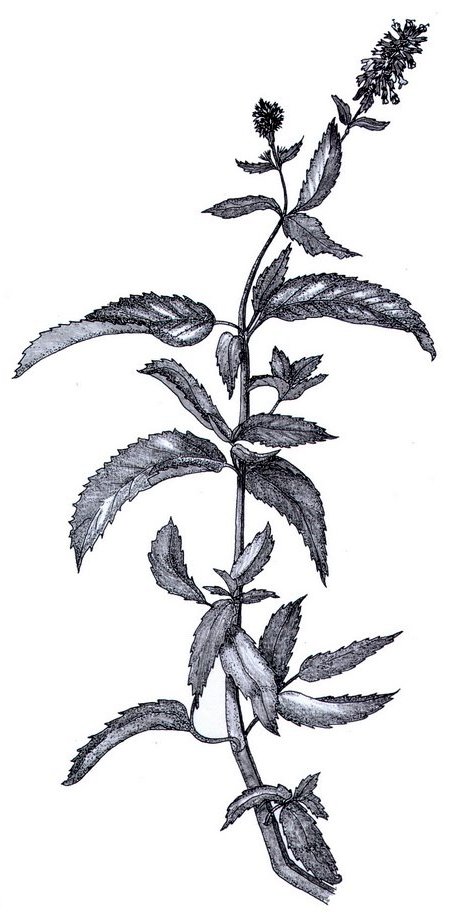 Damatère