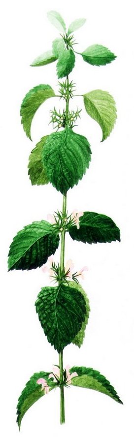 Darsurion