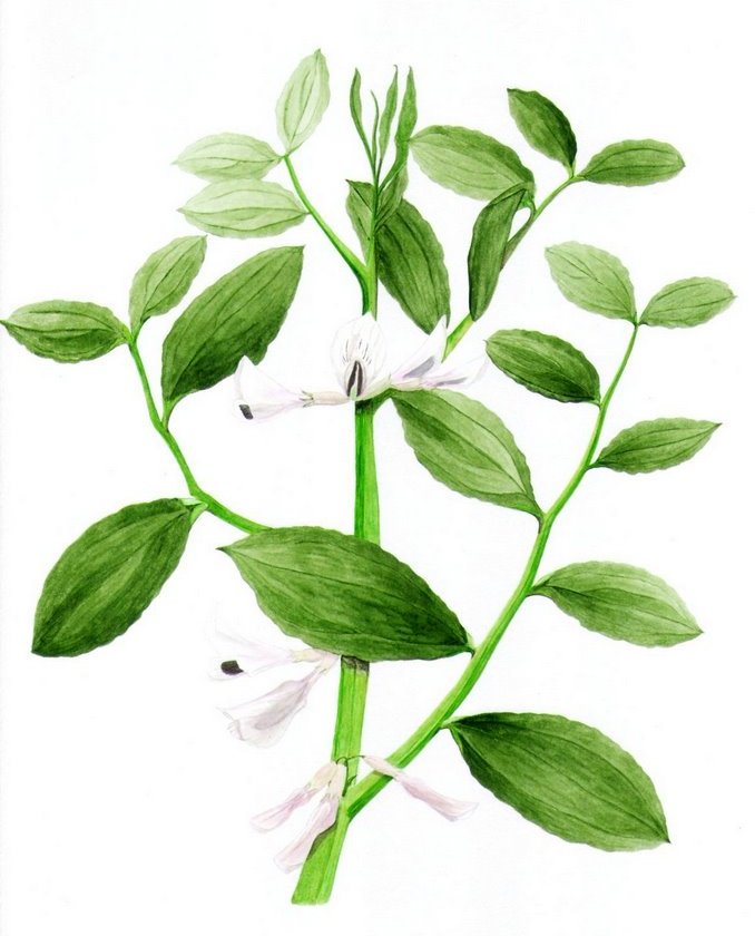 Fenouilly