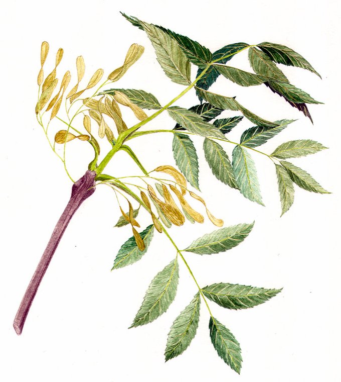 Ferfendu