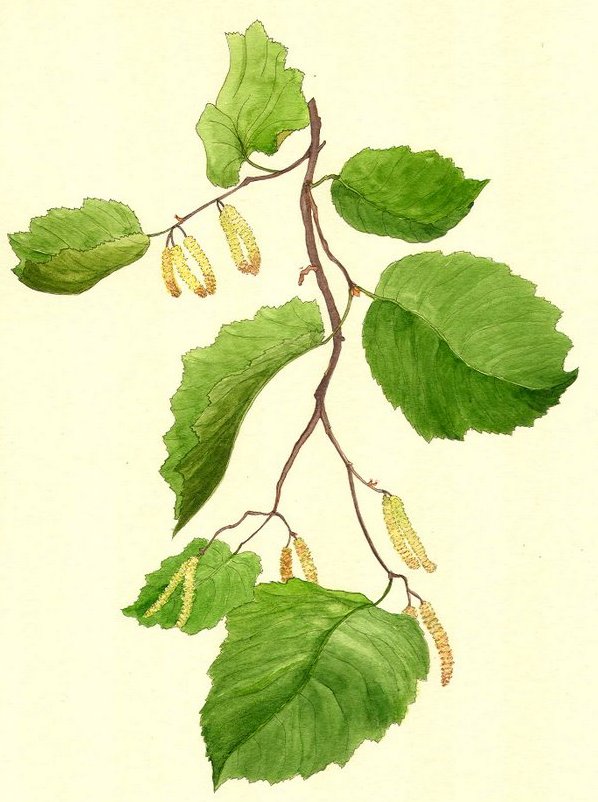 Golcorone
