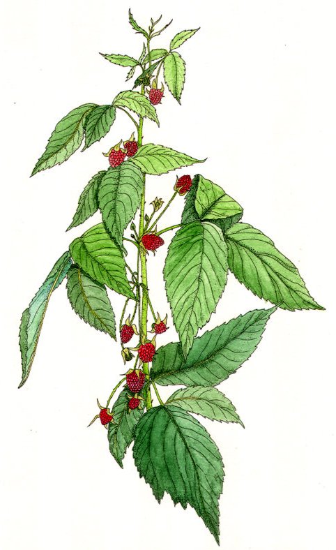 Hélival
