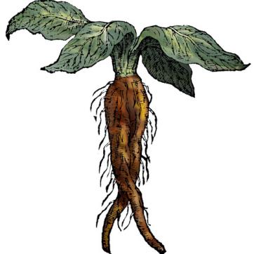 Mandragore