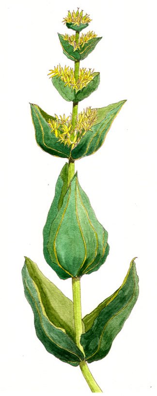 Marmalleau