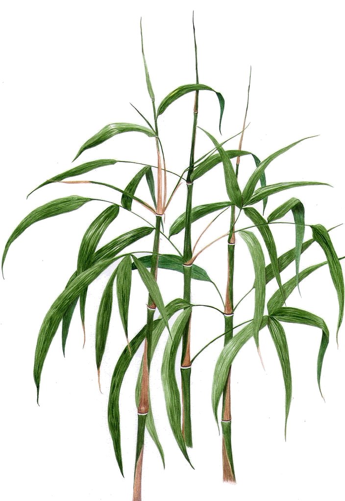 Oède