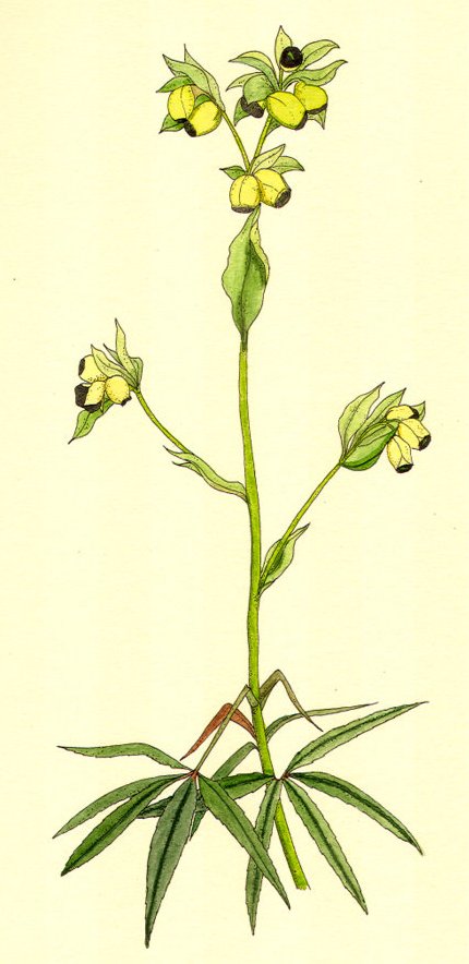 Olvar