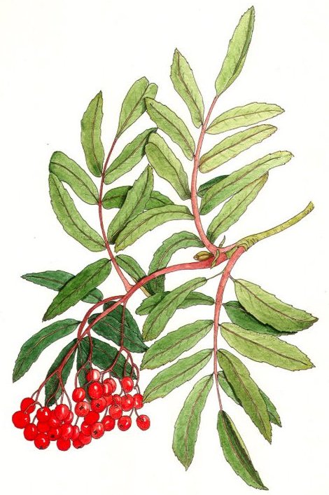 Saraceco