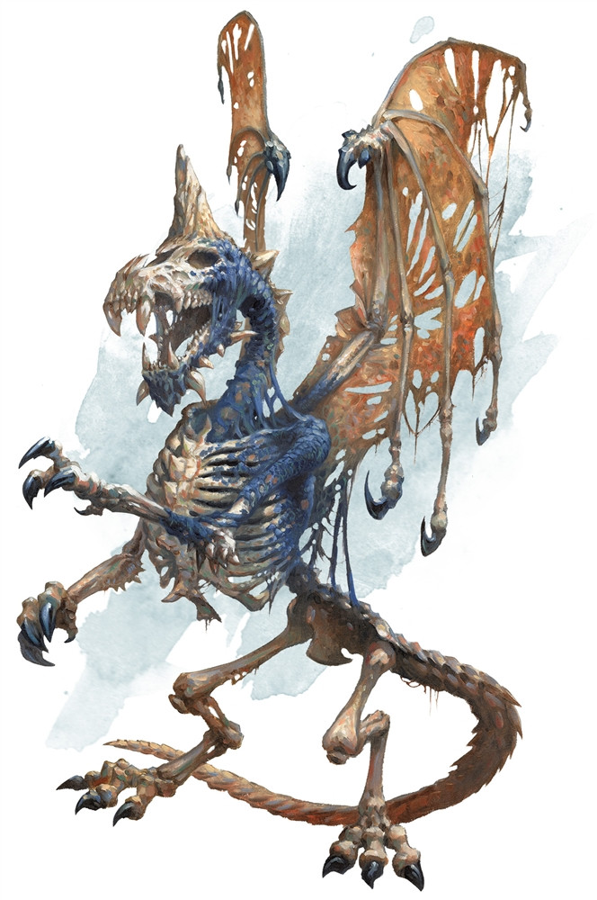 Dracoliche bleue, adulte Dracoliche bleue, adulte