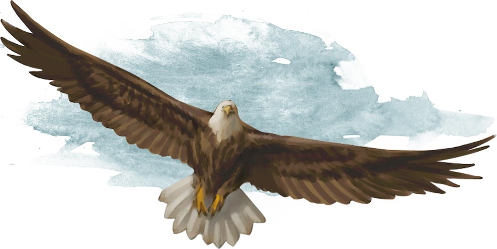 Aigle Aigle