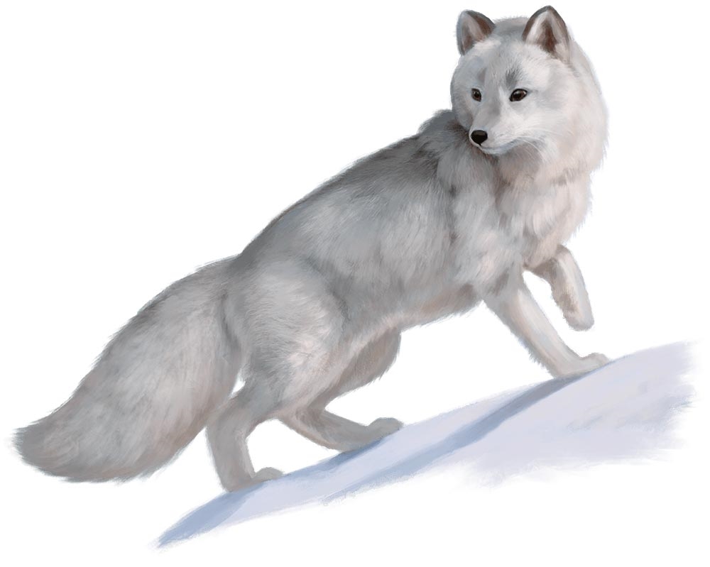 Fox Fox