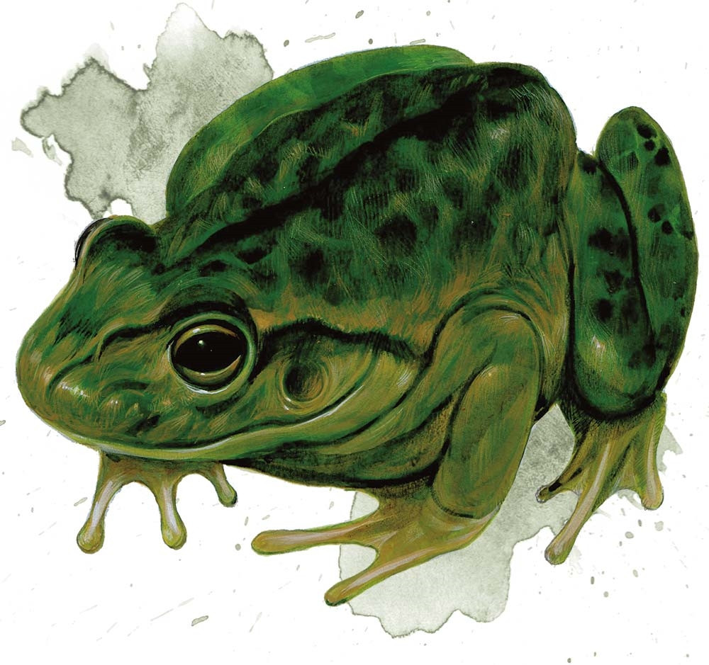 Grenouille Grenouille