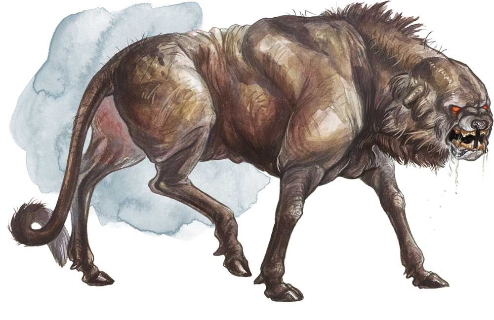 Leucrotta Leucrotta