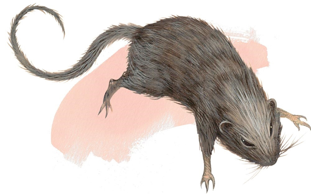 Rat Rat