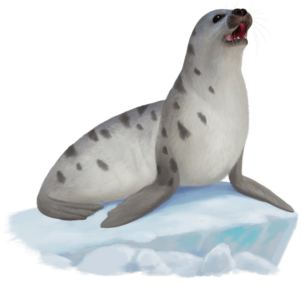 Seal Seal