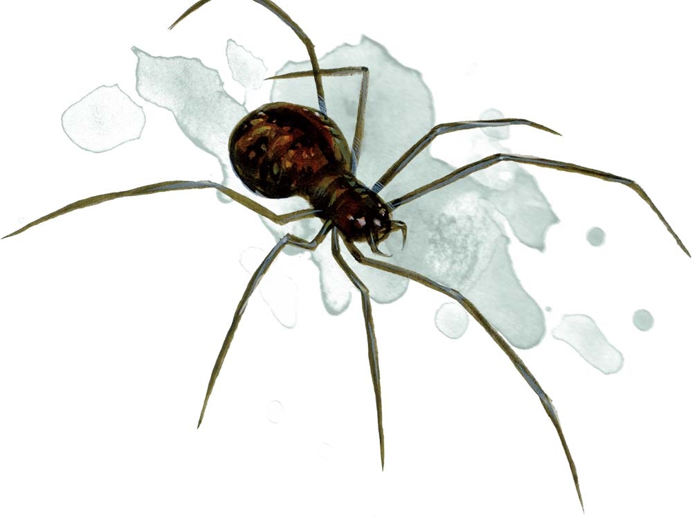 Araignée