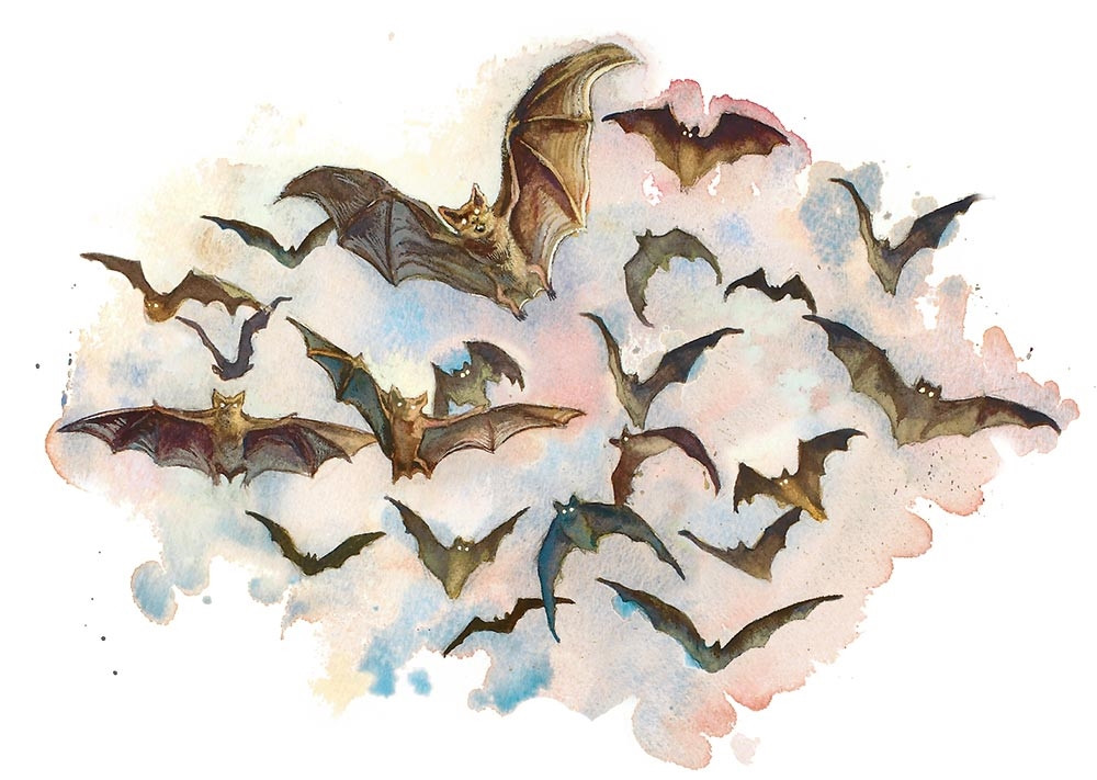 Nuée de chauves-souris Nuée de chauves-souris