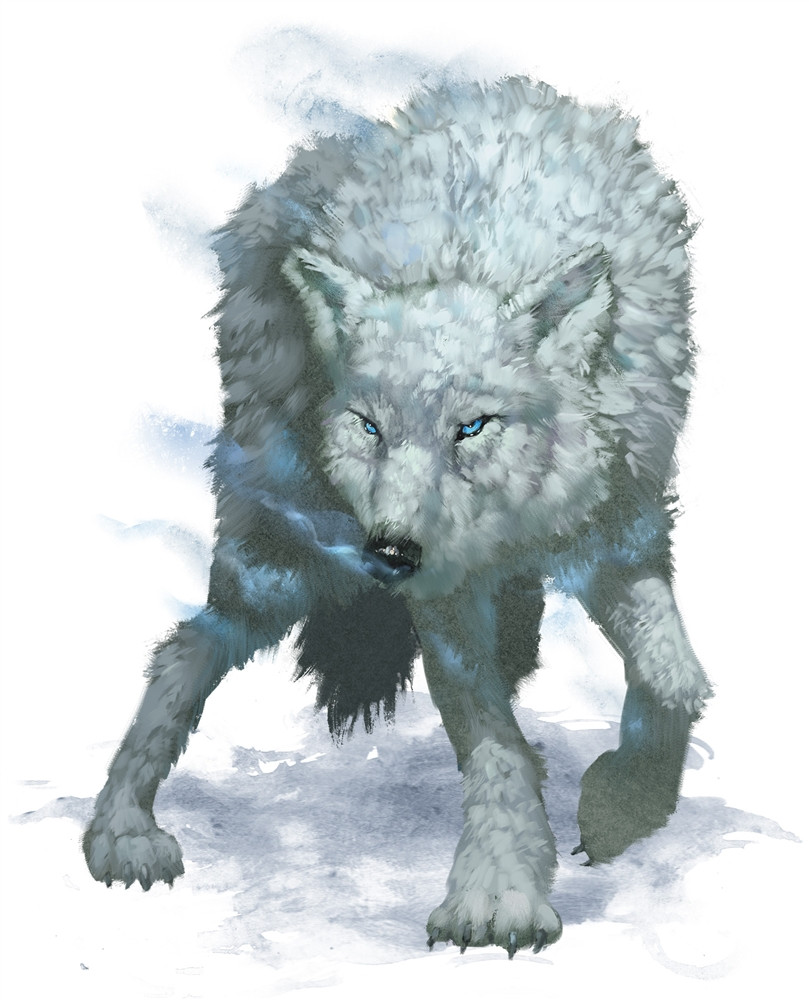 Loup arctique Loup arctique